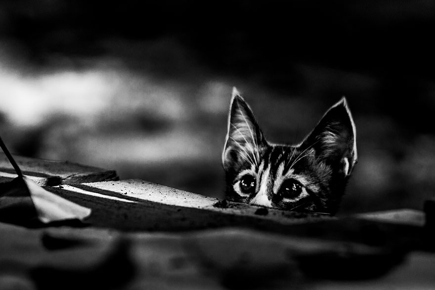 cat-black-and-white-photography-5 cat-black-and-white-photography-5