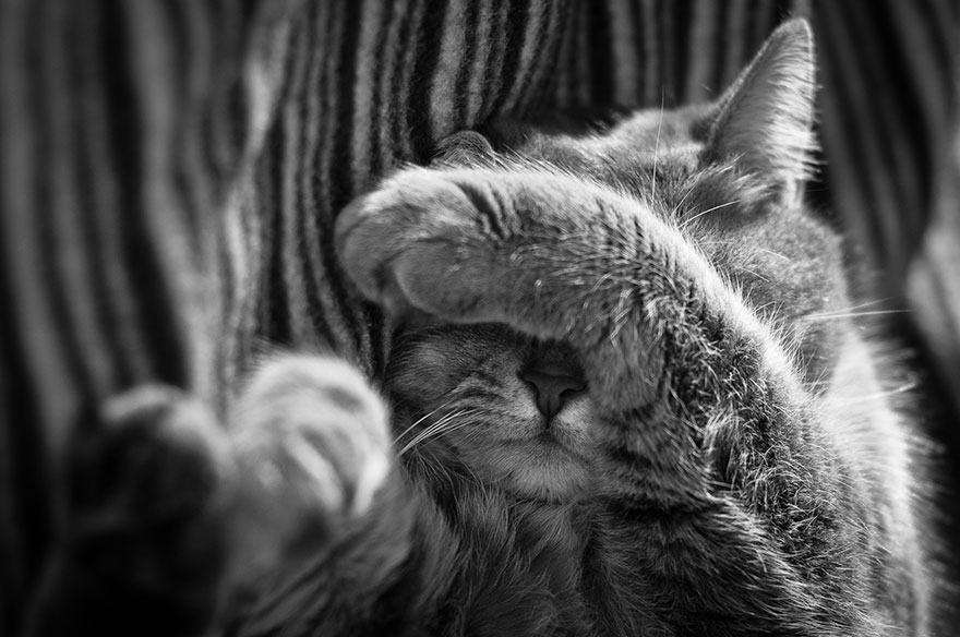 cat-black-and-white-photography-7 cat-black-and-white-photography-7