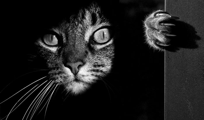 The Mysterious Lives Of Cats Captured In Black And White Photography