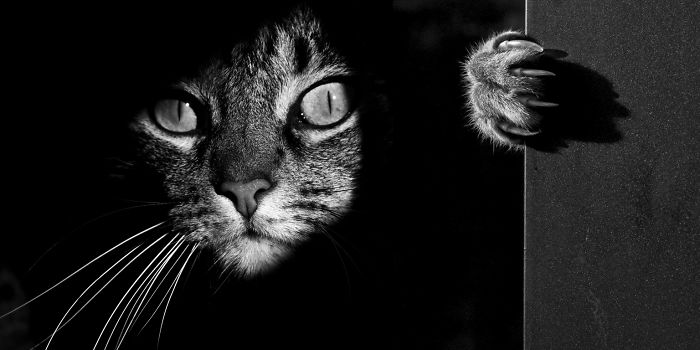 The Mysterious Lives Of Cats Captured In Black And White Photography