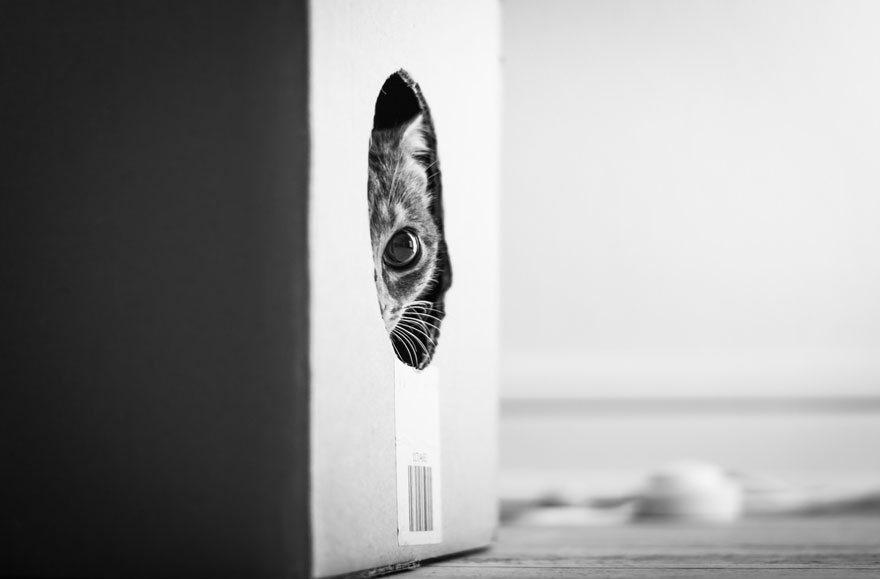 cat-looking-at-you-black-and-white-photography-5 cat-looking-at-you-black-and-white-photography-5