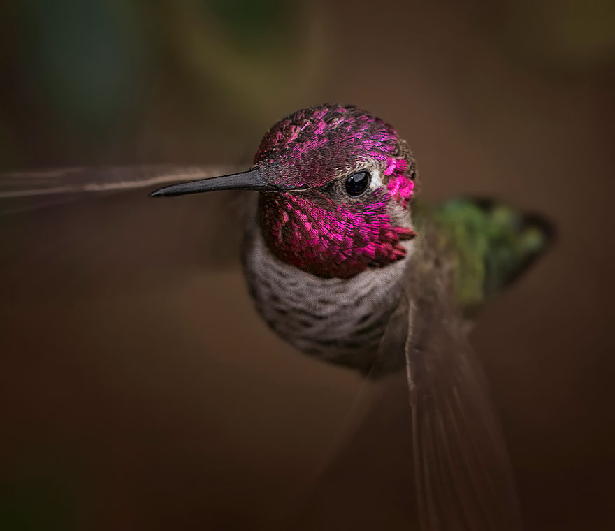 cute-beautiful-hummingbird-photography-10 cute-beautiful-hummingbird-photography-10