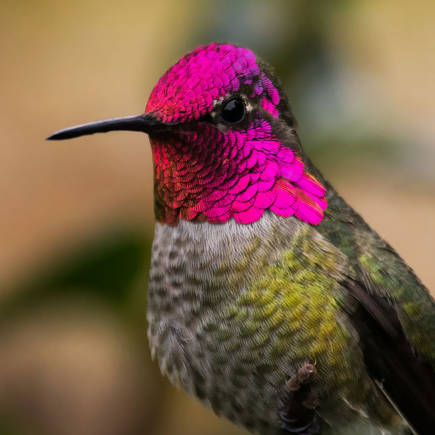 cute-beautiful-hummingbird-photography-13 cute-beautiful-hummingbird-photography-13