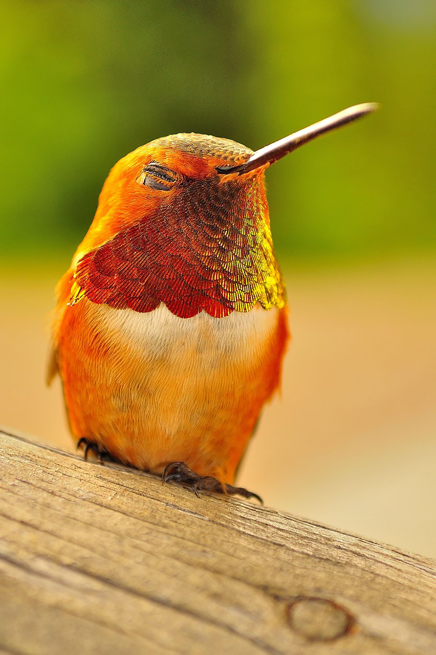 cute-beautiful-hummingbird-photography-14 cute-beautiful-hummingbird-photography-14