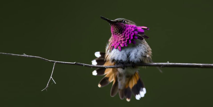 cute-beautiful-hummingbird-photography-16 cute-beautiful-hummingbird-photography-16