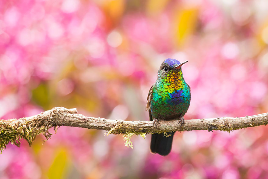 cute-beautiful-hummingbird-photography-17 cute-beautiful-hummingbird-photography-17
