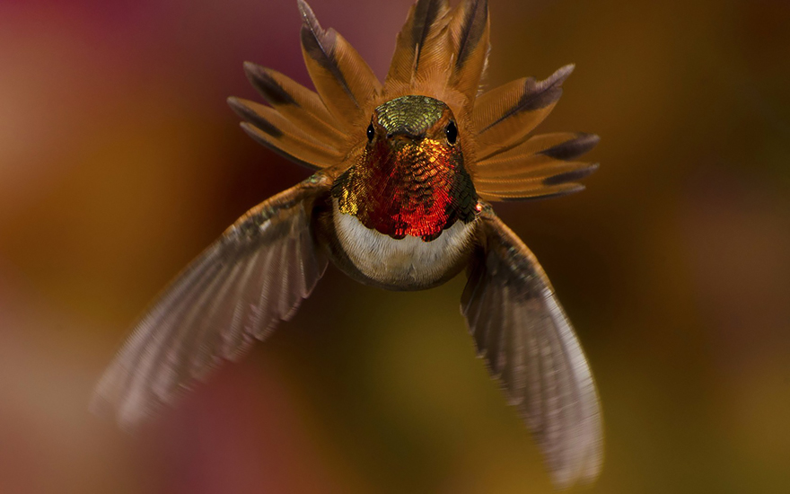 cute-beautiful-hummingbird-photography-19 cute-beautiful-hummingbird-photography-19