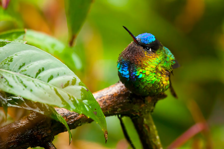 cute-beautiful-hummingbird-photography-2 cute-beautiful-hummingbird-photography-2
