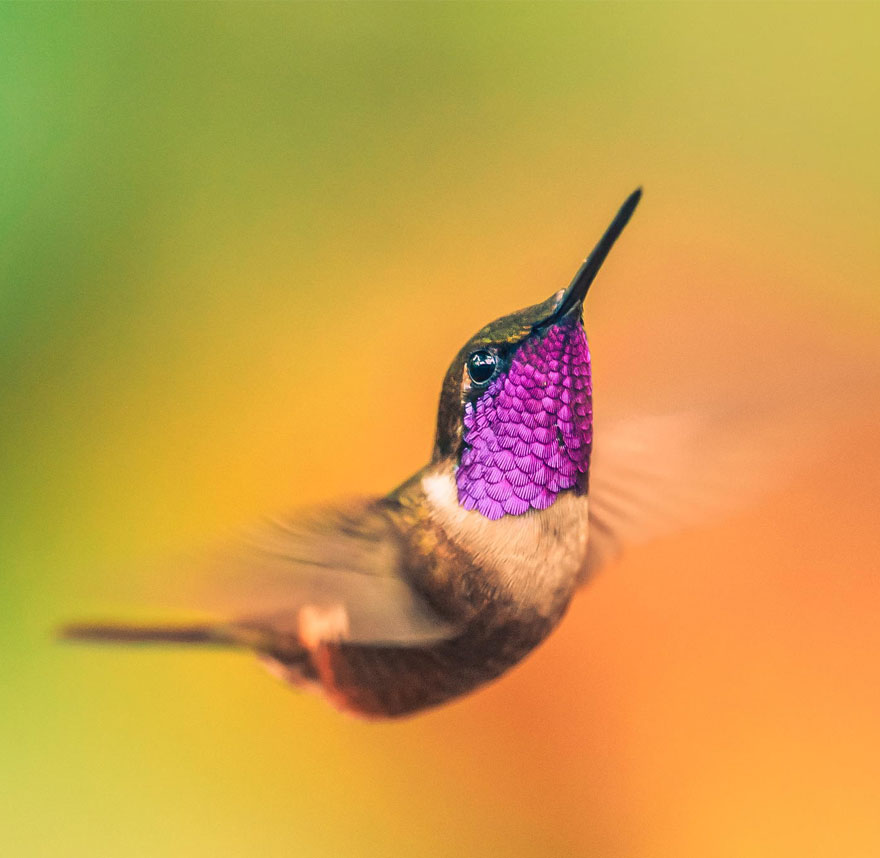 cute-beautiful-hummingbird-photography-20 cute-beautiful-hummingbird-photography-20