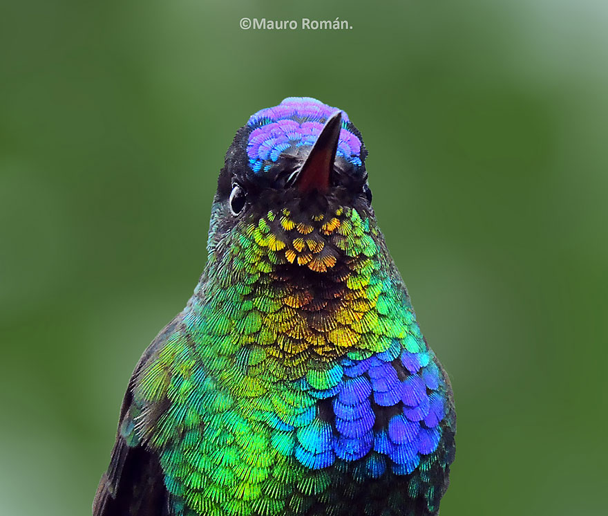cute-beautiful-hummingbird-photography-4 cute-beautiful-hummingbird-photography-4