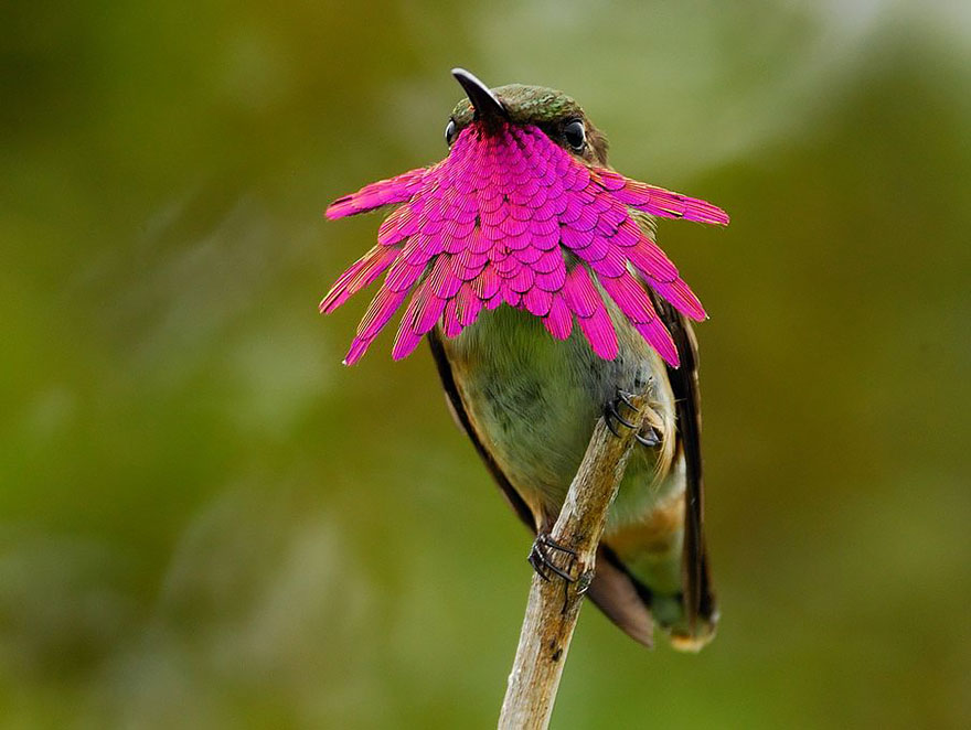 cute-beautiful-hummingbird-photography-5 cute-beautiful-hummingbird-photography-5