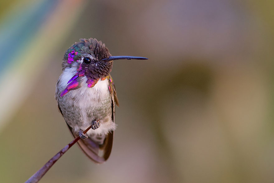 cute-beautiful-hummingbird-photography-6 cute-beautiful-hummingbird-photography-6