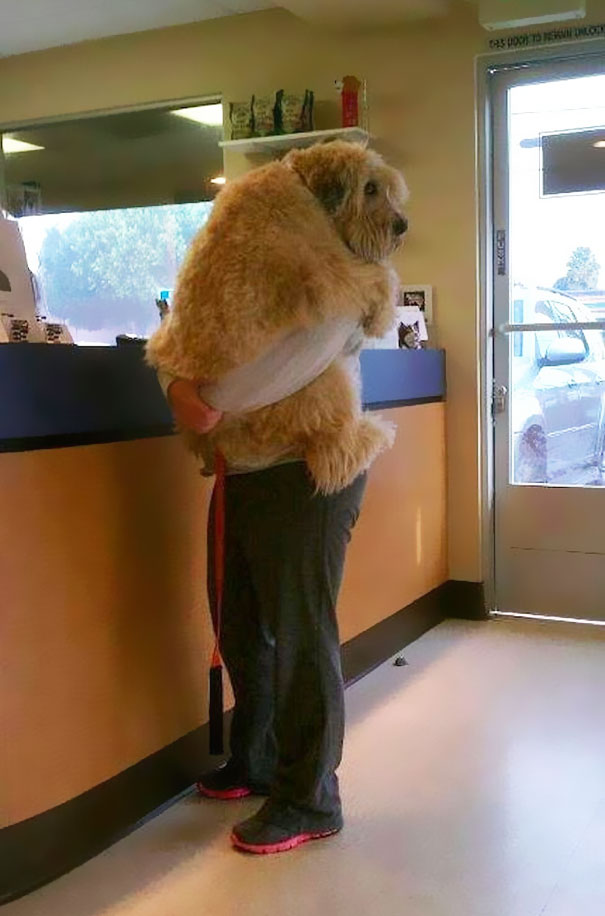 cute-dogs-hugging-humans-11 cute-dogs-hugging-humans-11