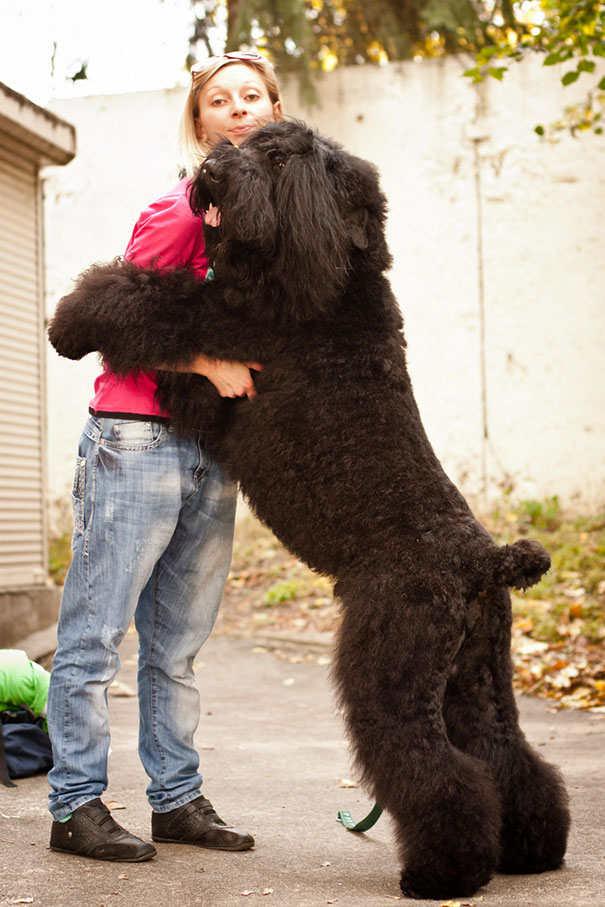 cute-dogs-hugging-humans-85 cute-dogs-hugging-humans-85