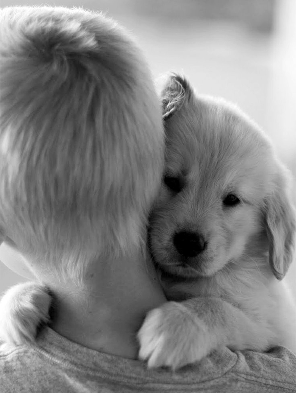 cute-dogs-hugging-humans-99 cute-dogs-hugging-humans-99