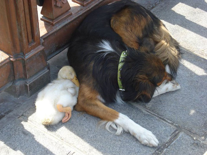 dog-and-duck-friendship-paris-1 dog-and-duck-friendship-paris-1