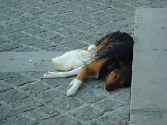 dog-and-duck-friendship-paris-2 dog-and-duck-friendship-paris-2