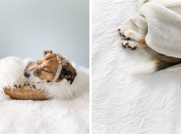 dog-baby-photos-snuggles-count-it-joy-jamie-clauss-26 dog-baby-photos-snuggles-count-it-joy-jamie-clauss-26