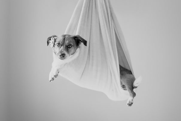 dog-baby-photos-snuggles-count-it-joy-jamie-clauss-7 dog-baby-photos-snuggles-count-it-joy-jamie-clauss-7