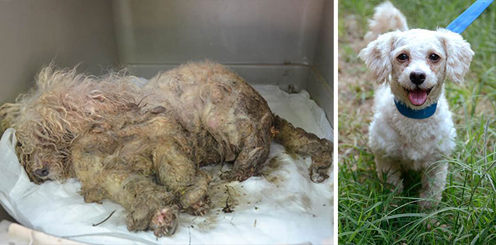 dog-makeover-before-after-rescue-15 dog-makeover-before-after-rescue-15