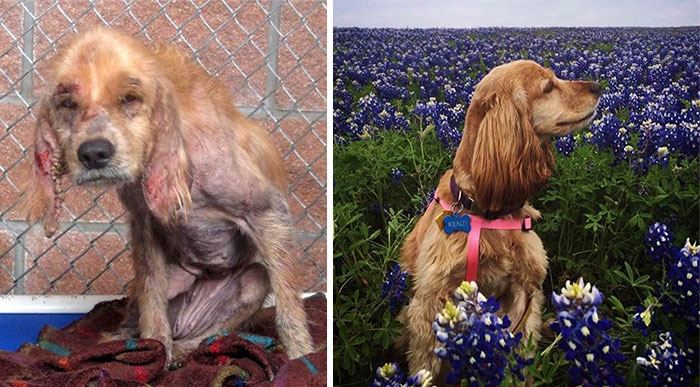 dog-makeover-before-after-rescue-17 dog-makeover-before-after-rescue-17