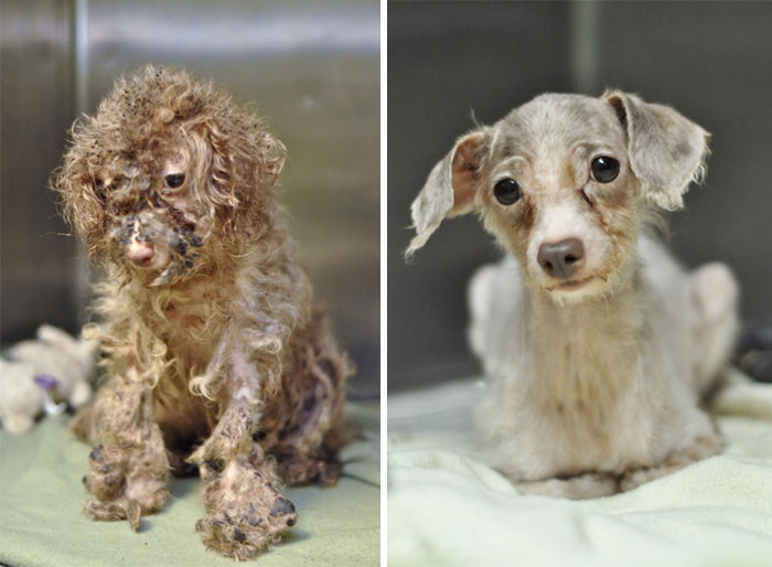 dog-makeover-before-after-rescue-18 dog-makeover-before-after-rescue-18