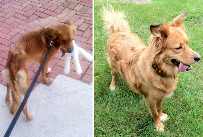 dog-makeover-before-after-rescue-20 dog-makeover-before-after-rescue-20