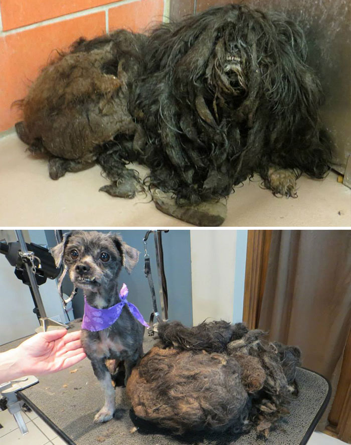 dog-makeover-before-after-rescue-33 dog-makeover-before-after-rescue-33