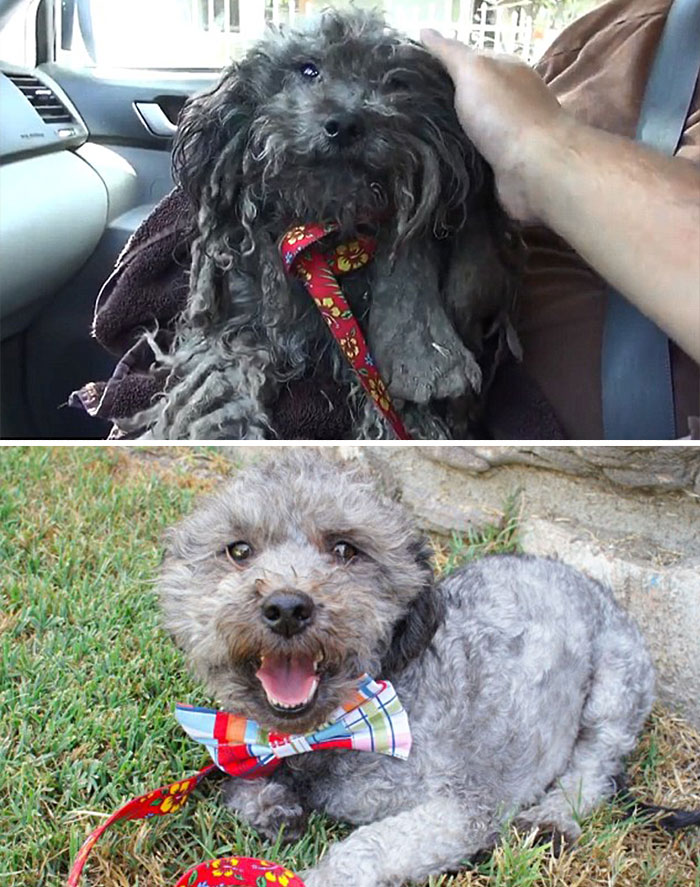 dog-makeover-before-after-rescue-34 dog-makeover-before-after-rescue-34