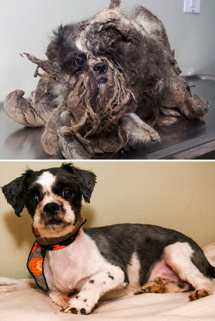 dog-makeover-before-after-rescue-35 dog-makeover-before-after-rescue-35