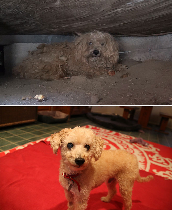 dog-makeover-before-after-rescue-39 dog-makeover-before-after-rescue-39