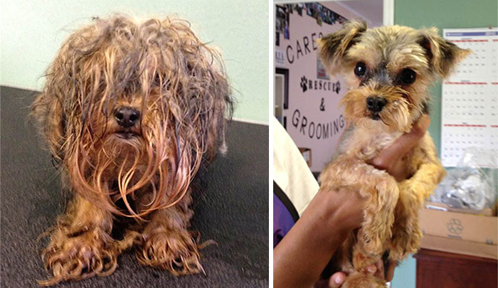 dog-makeover-before-after-rescue-4 dog-makeover-before-after-rescue-4