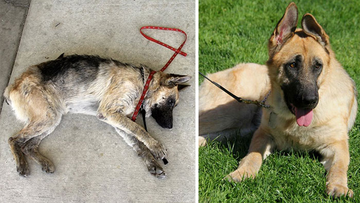 dog-makeover-before-after-rescue-42 dog-makeover-before-after-rescue-42