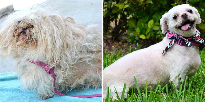 dog-makeover-before-after-rescue-7 dog-makeover-before-after-rescue-7