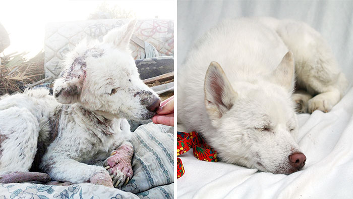 16 Before-And-After Photos Of Rescued Dogs