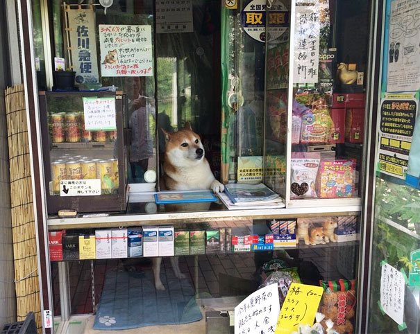 dog-opens-counter-window-shiba-inu-doge-1 dog-opens-counter-window-shiba-inu-doge-1