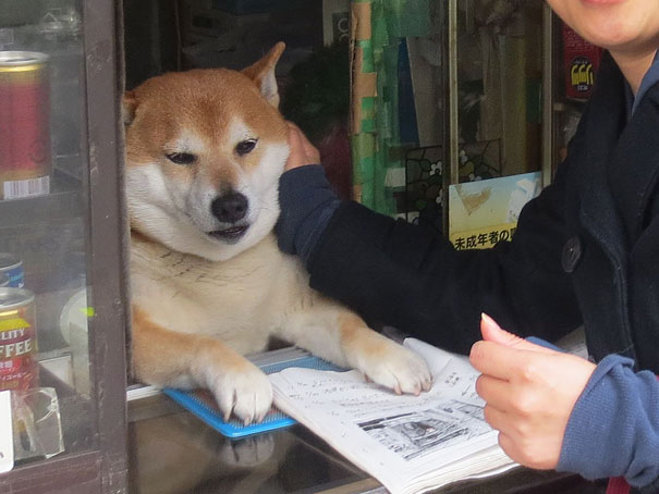 dog-opens-counter-window-shiba-inu-doge-2 dog-opens-counter-window-shiba-inu-doge-2