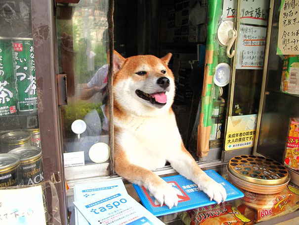 dog-opens-counter-window-shiba-inu-doge-3 dog-opens-counter-window-shiba-inu-doge-3
