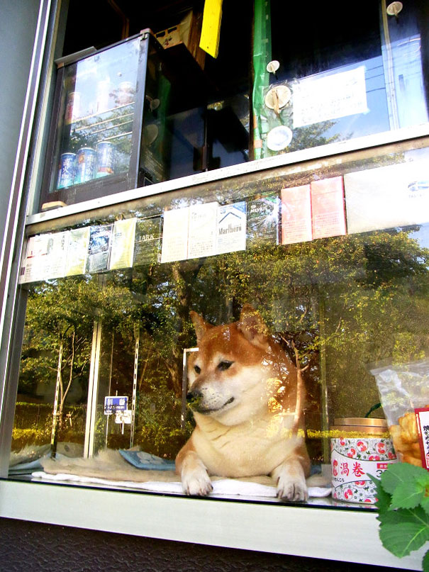 dog-opens-counter-window-shiba-inu-doge-6 dog-opens-counter-window-shiba-inu-doge-6