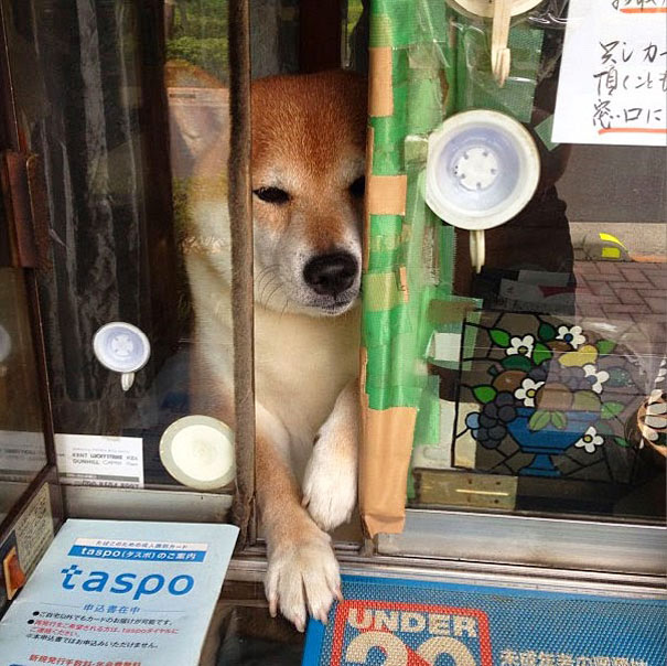 dog-opens-counter-window-shiba-inu-doge-7 dog-opens-counter-window-shiba-inu-doge-7