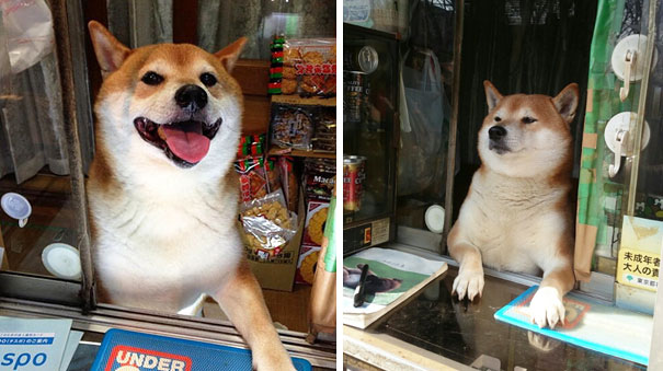 dog-opens-counter-window-shiba-inu-doge-8 dog-opens-counter-window-shiba-inu-doge-8