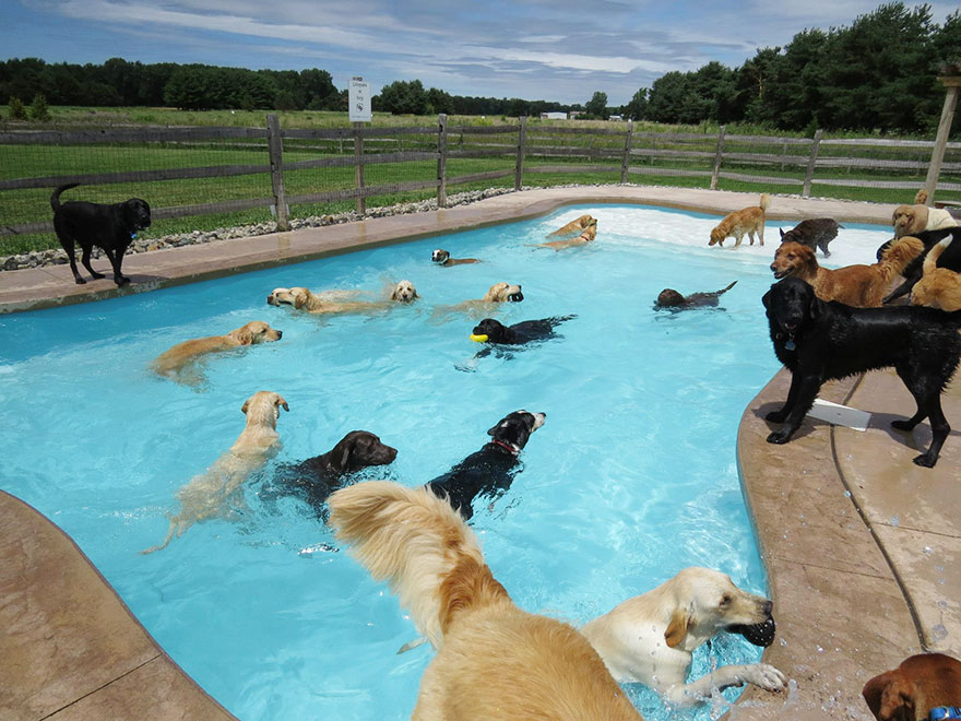 dog-pool-party-lucky-puppy-10 dog-pool-party-lucky-puppy-10