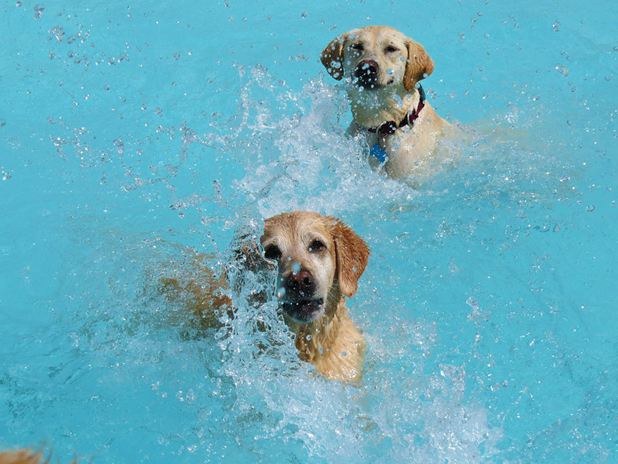 dog-pool-party-lucky-puppy-14 dog-pool-party-lucky-puppy-14