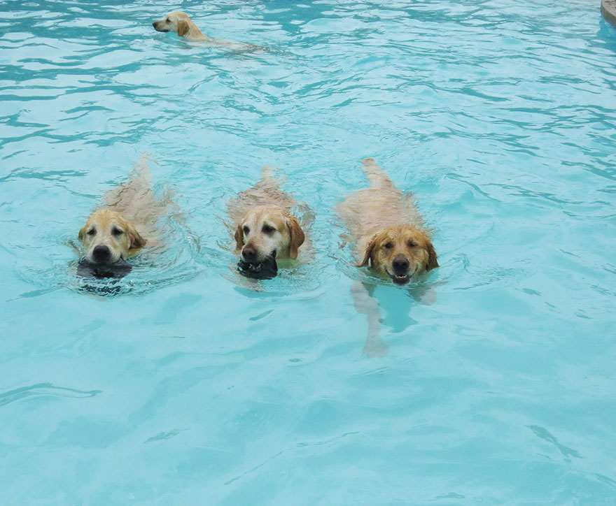 dog-pool-party-lucky-puppy-16 dog-pool-party-lucky-puppy-16