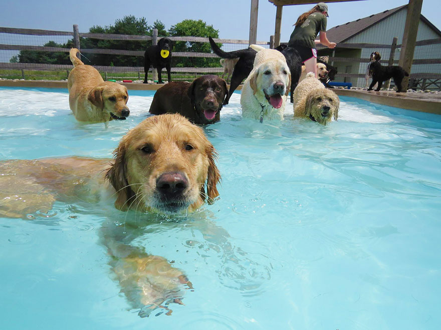 dog-pool-party-lucky-puppy-17 dog-pool-party-lucky-puppy-17