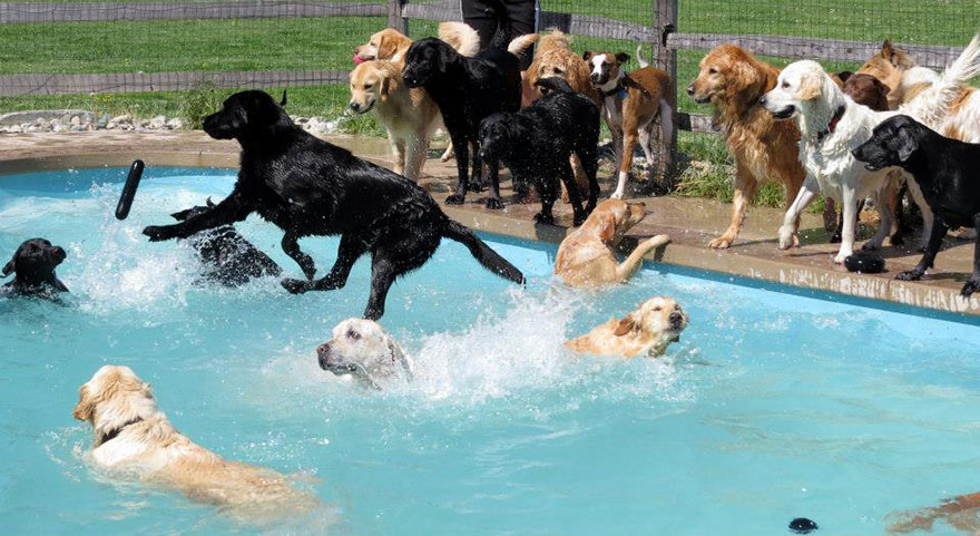 dog-pool-party-lucky-puppy-27 dog-pool-party-lucky-puppy-27