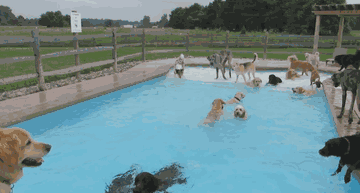 dog-pool-party-lucky-puppy-3 dog-pool-party-lucky-puppy-3