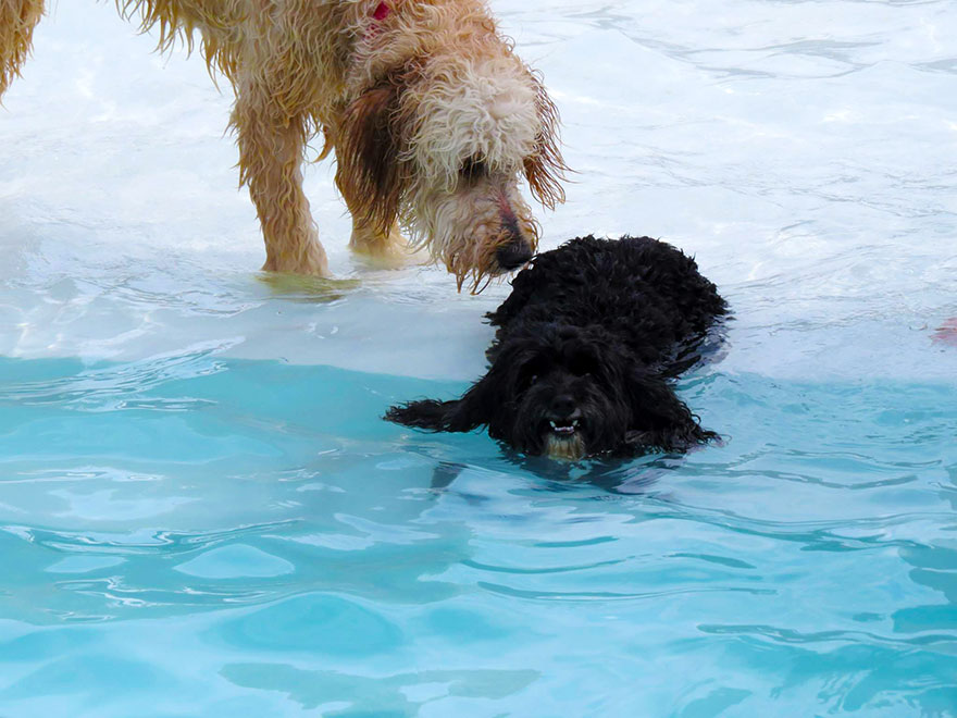 dog-pool-party-lucky-puppy-6 dog-pool-party-lucky-puppy-6