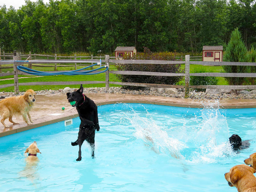 dog-pool-party-lucky-puppy-7 dog-pool-party-lucky-puppy-7