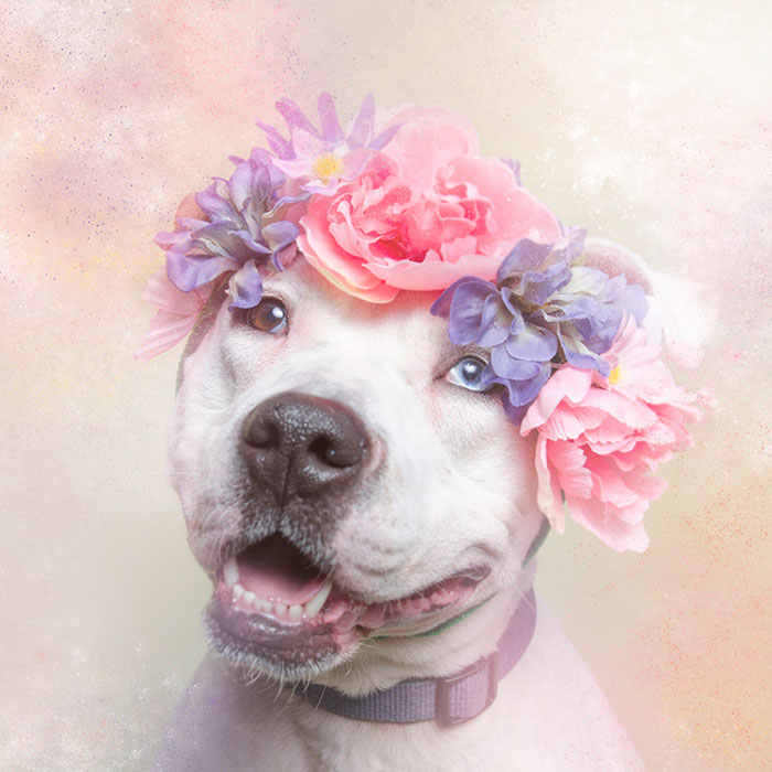 Artist Photographs Pit Bulls In Floral Crowns To Show Their Softer Side And Encourage Adoption
